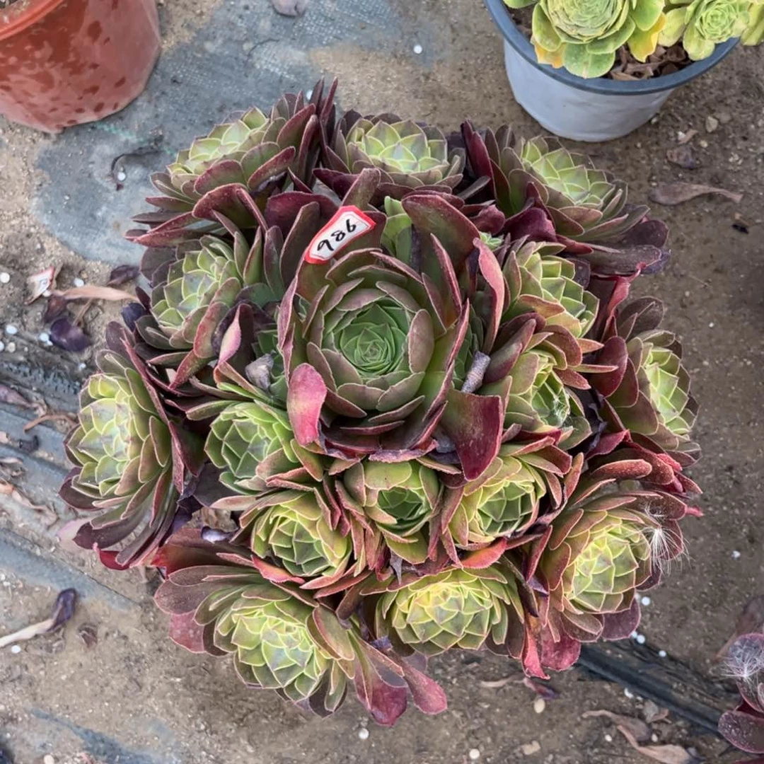 986多肉植物雨荷