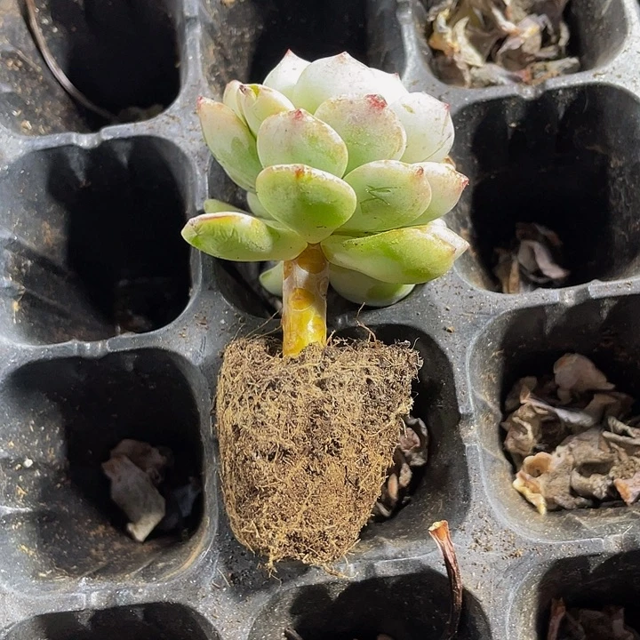 小香草1.5带土发过