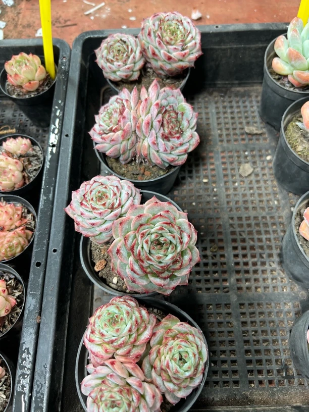 【天鹅绒 满足九块九包邮】阳台办公室庭院老桩盆栽多肉植物