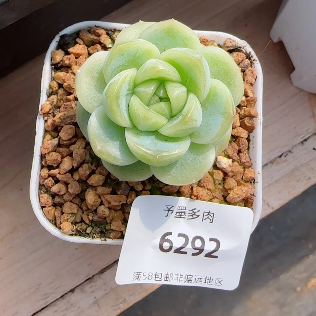 财富，6292多肉植物
