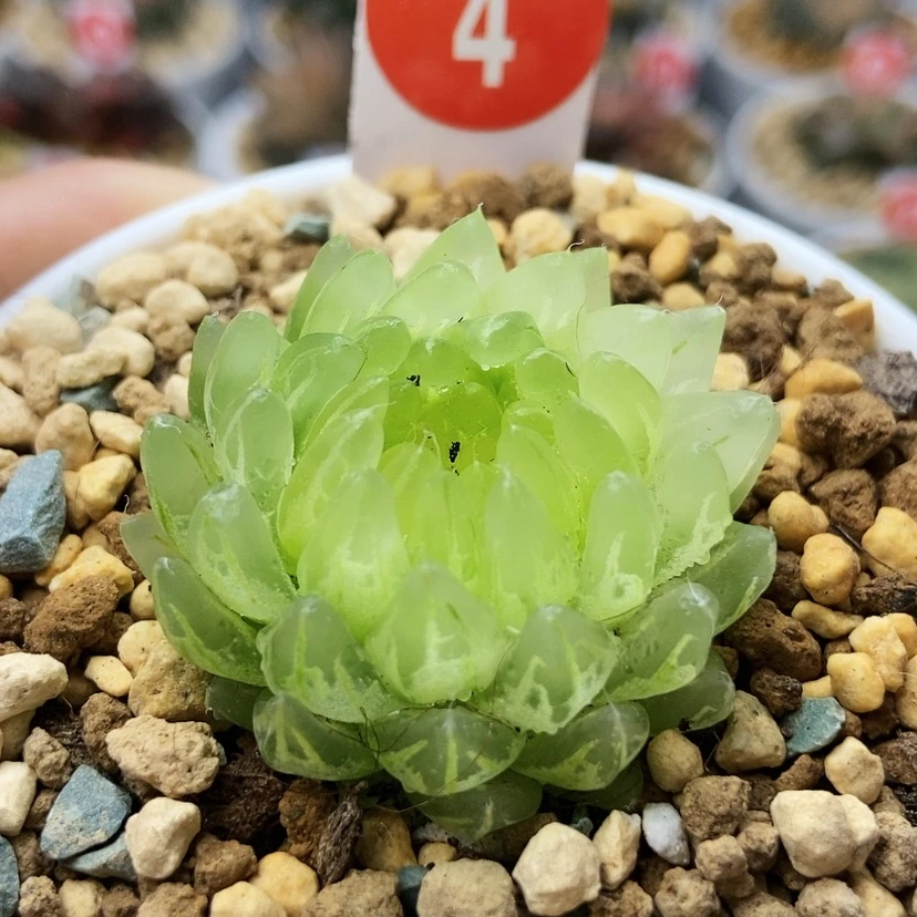 【闪购商品】冰晶4