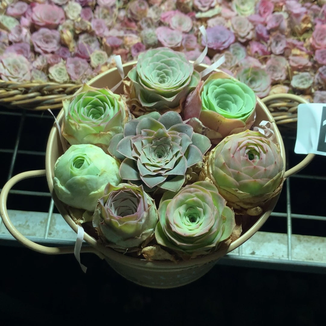 花桶127含桶一一一