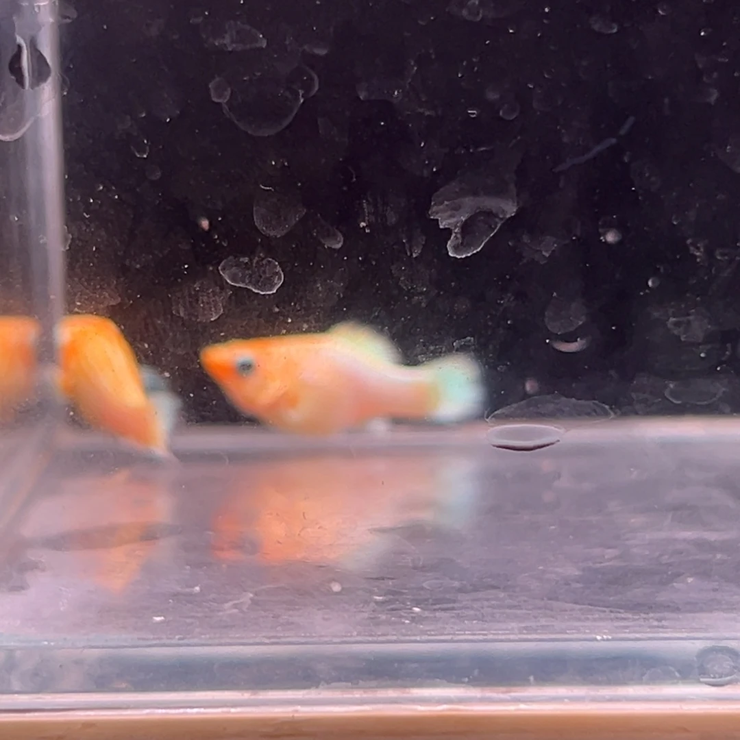 孔雀鱼黄金玛丽两条