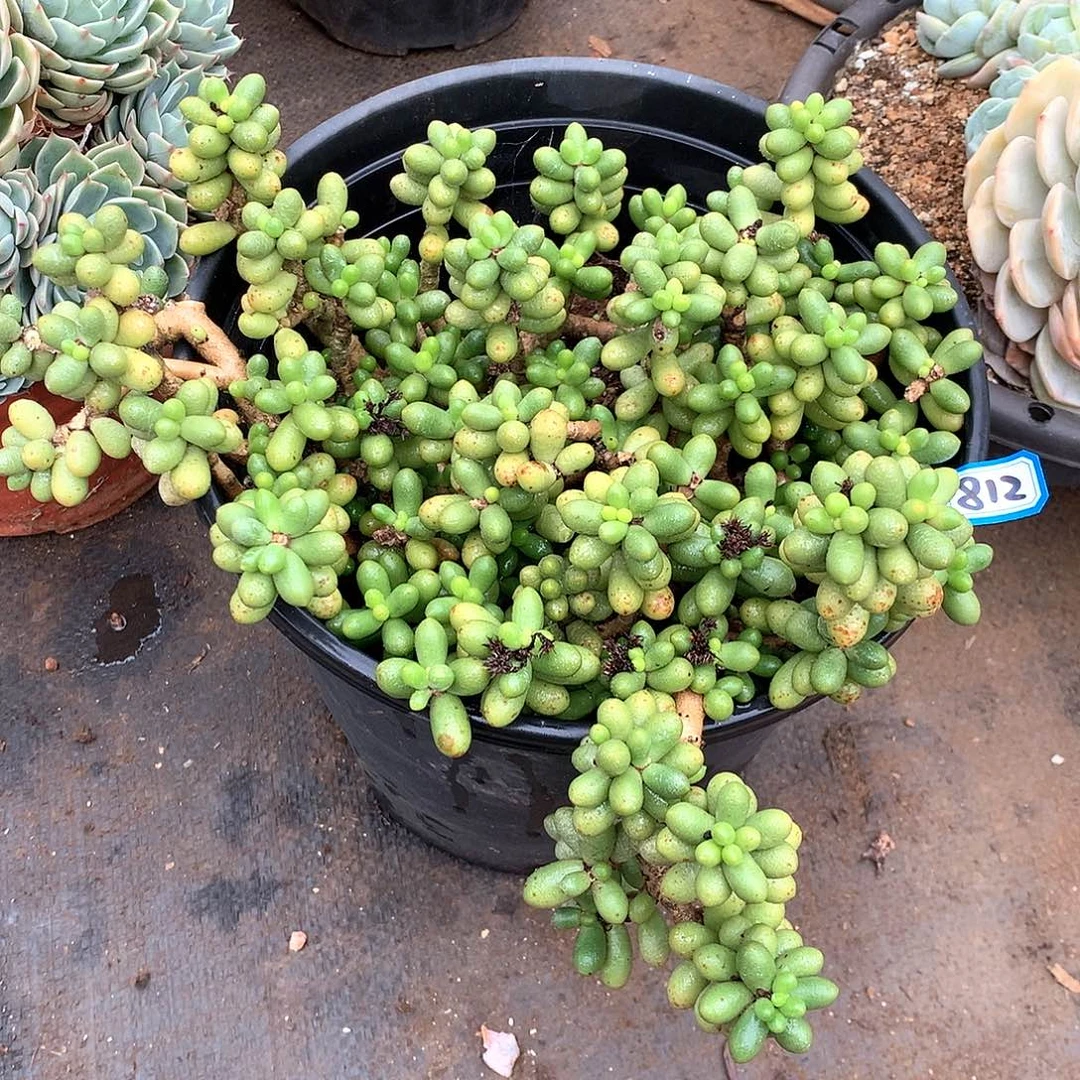 812绿龟 一物一拍多肉