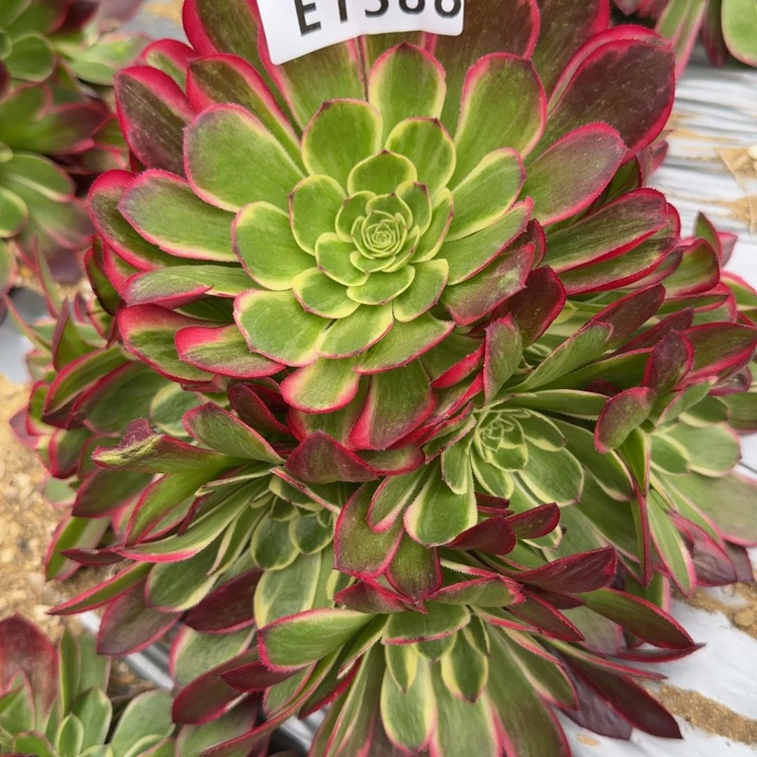 1388粉海王。多肉植物