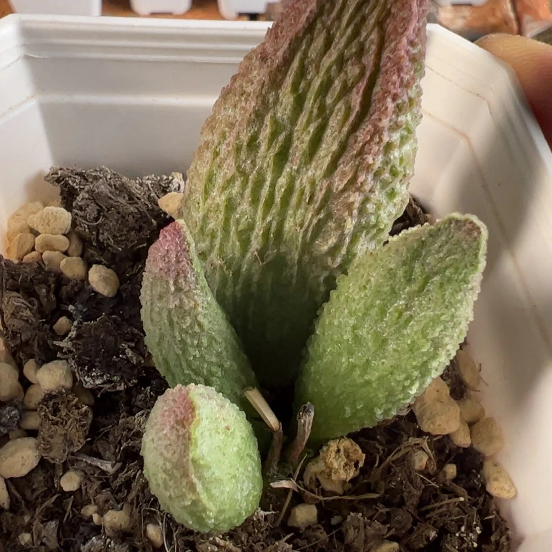 红珠宝超级大母叶苗多肉