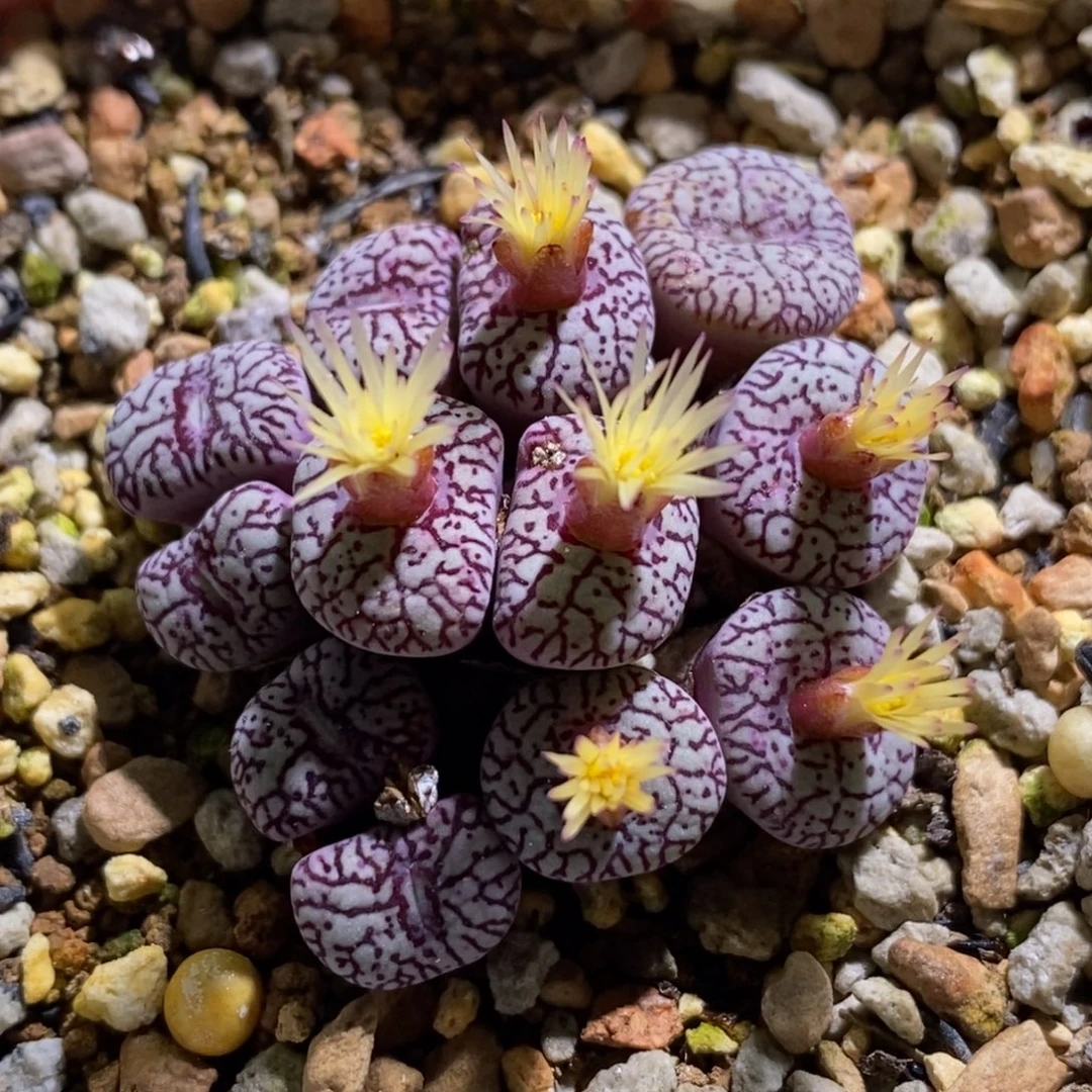 好看好看好看开播福利