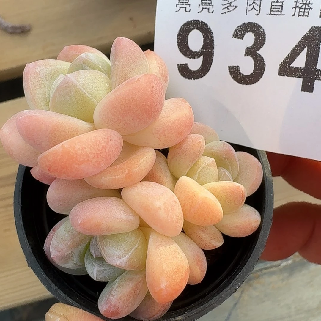 开播福利多肉