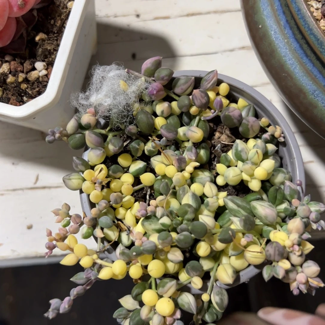 多肉植物一物一拍