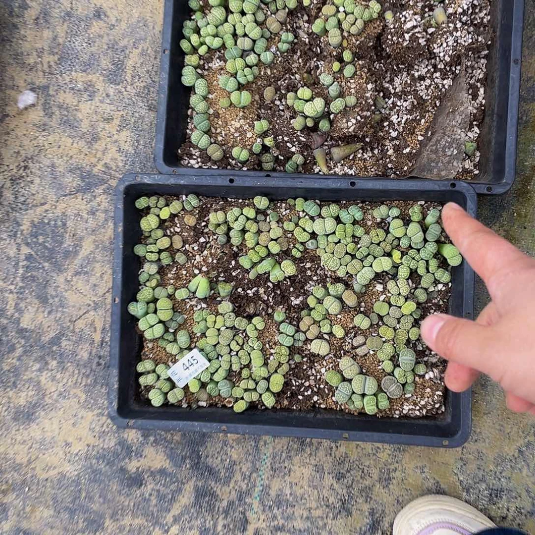 胖***刘44500000去啊花花花花花，