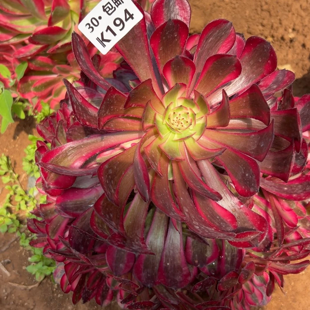 194红铜白，满20包邮