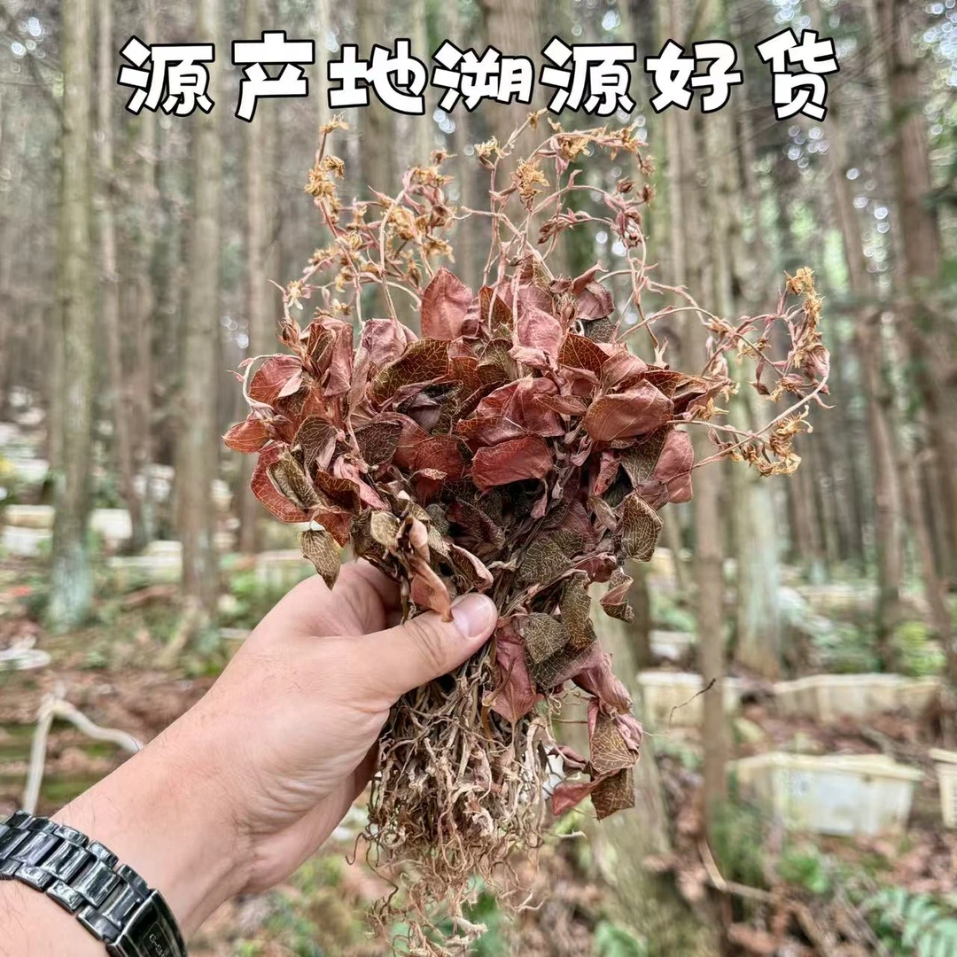 【干货】金线莲/整株/开花/