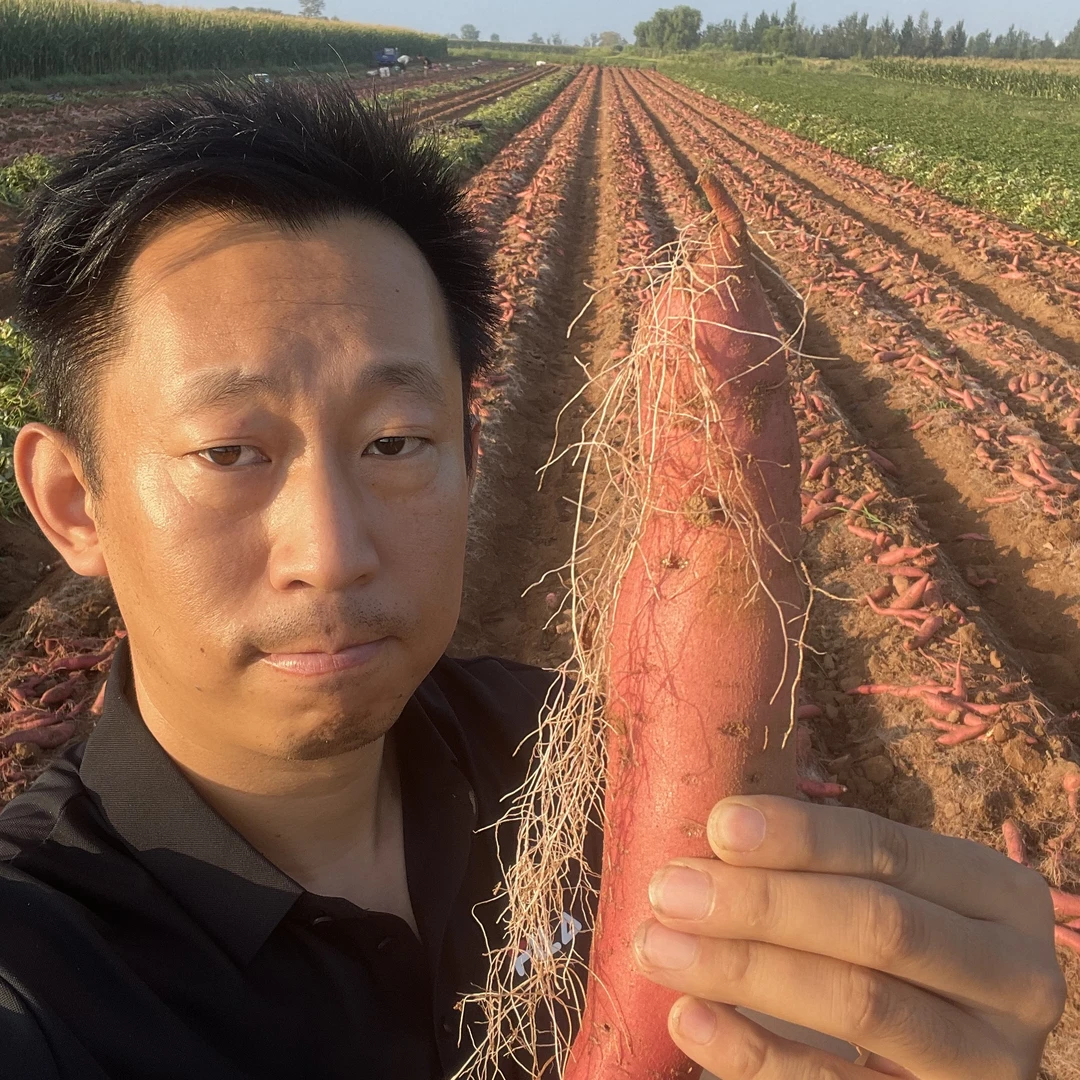 大连溯源烟薯25净重3.8斤糖心流油