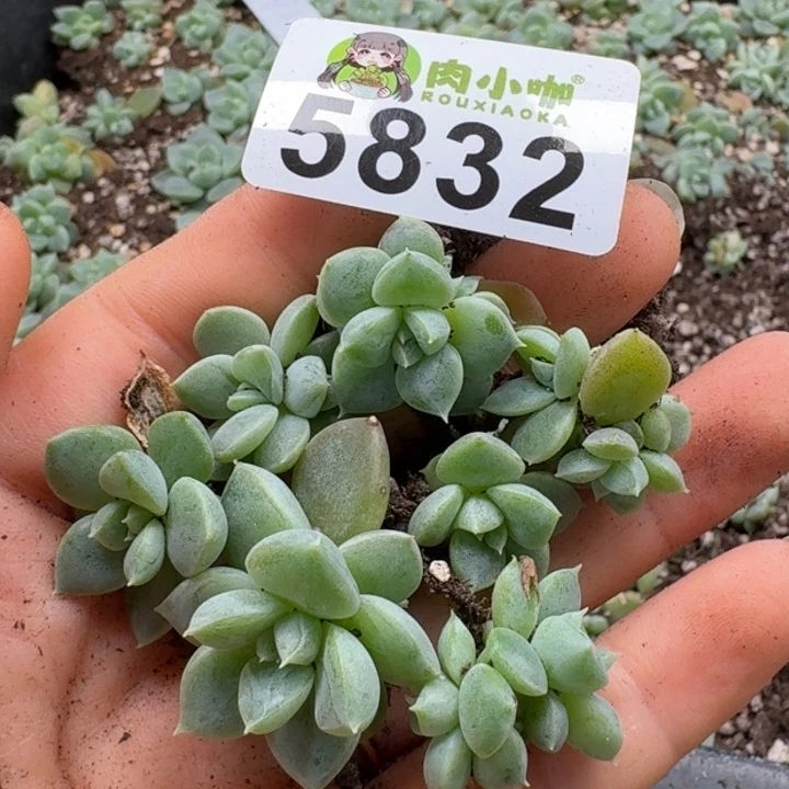 多肉植物多肉植物