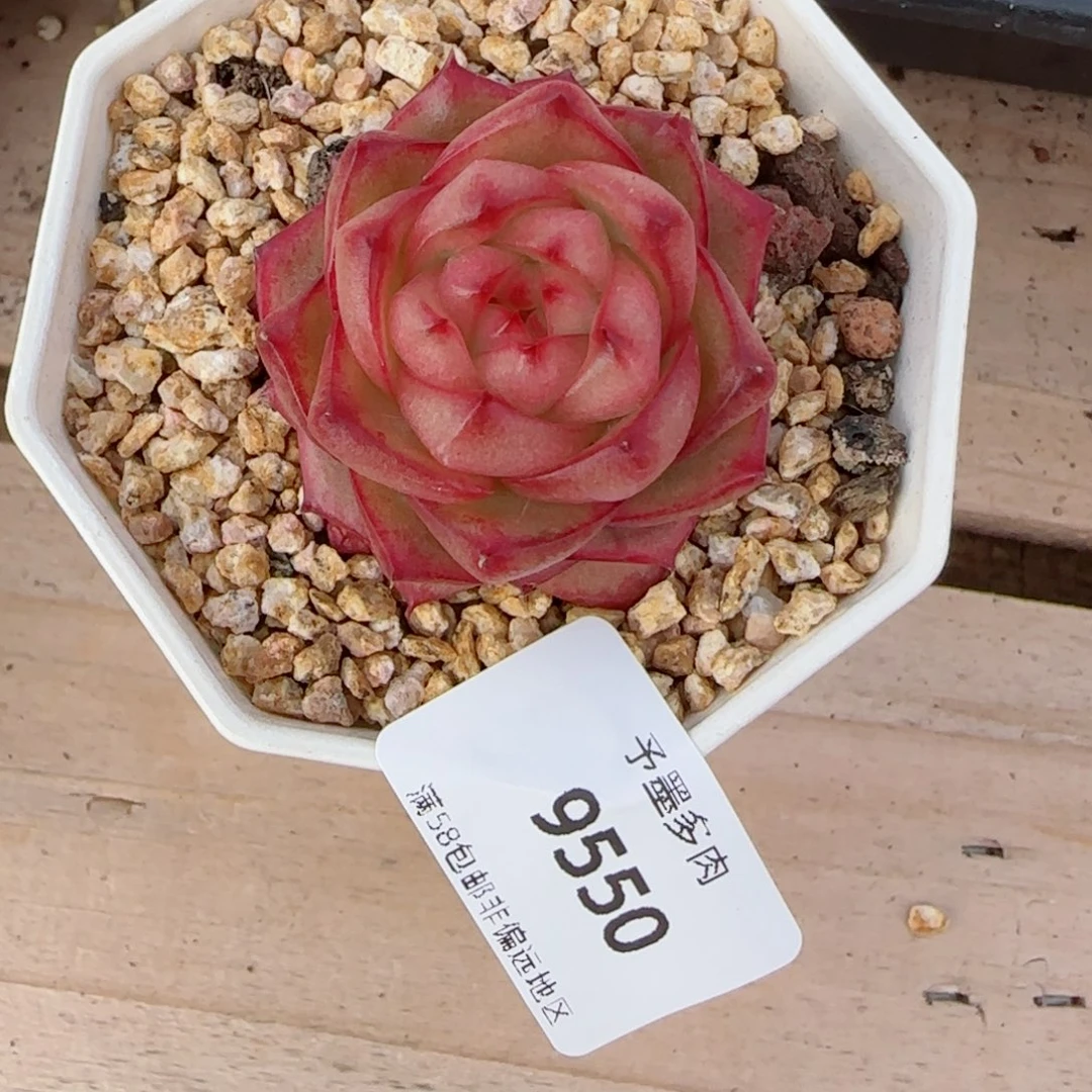 雲**辰樱桃珍妮，9550多肉