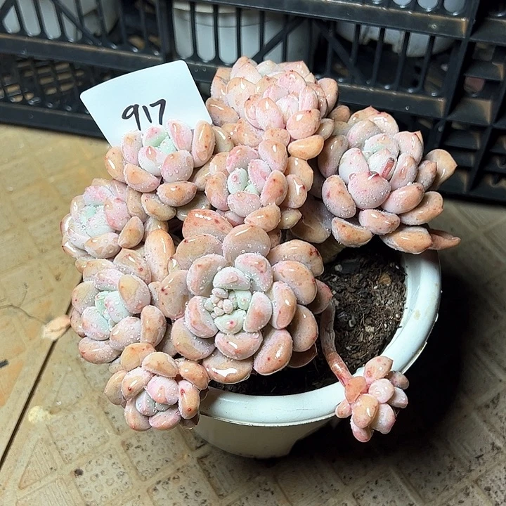 钟**泡917//////////////