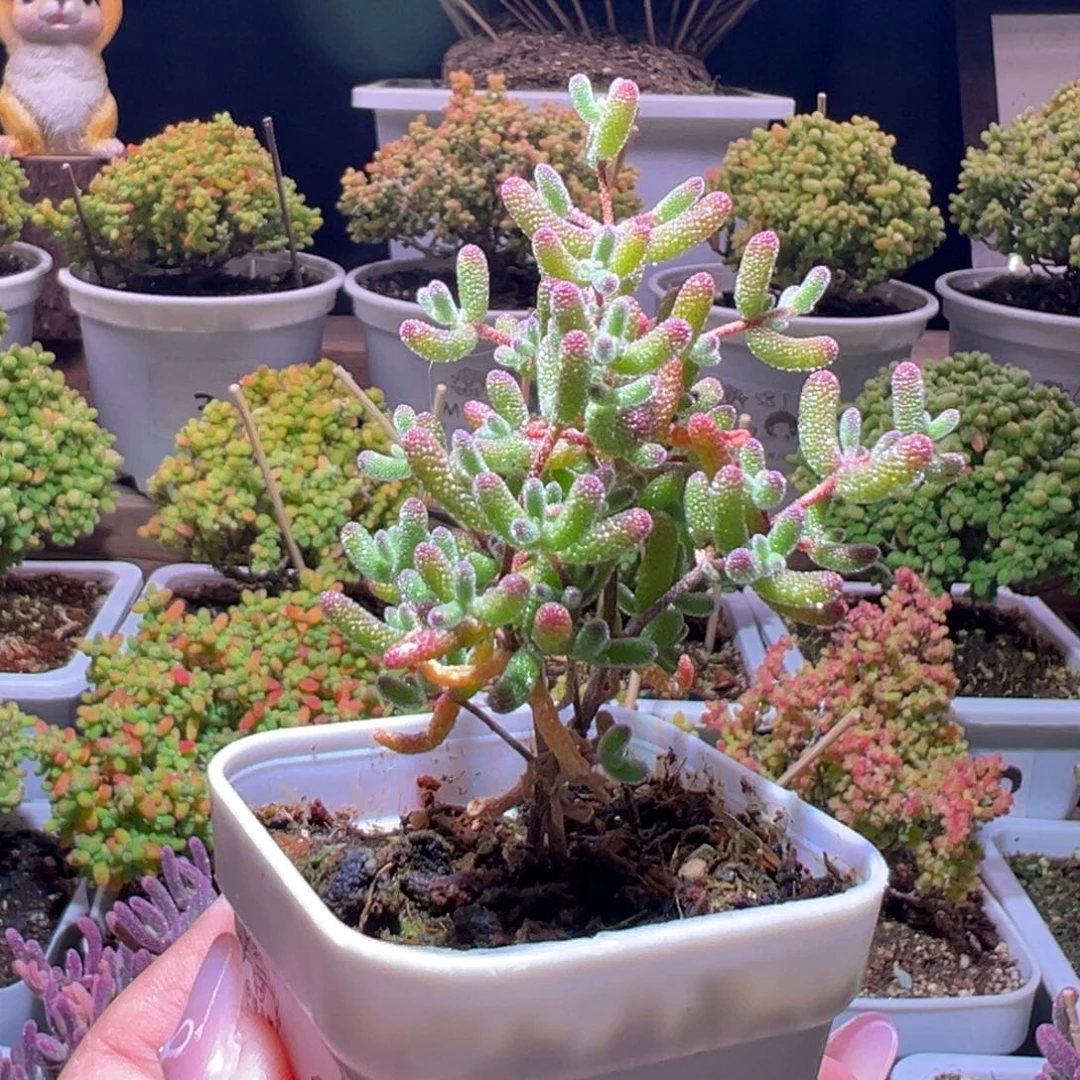 344冰糖一物一拍带盆土发货