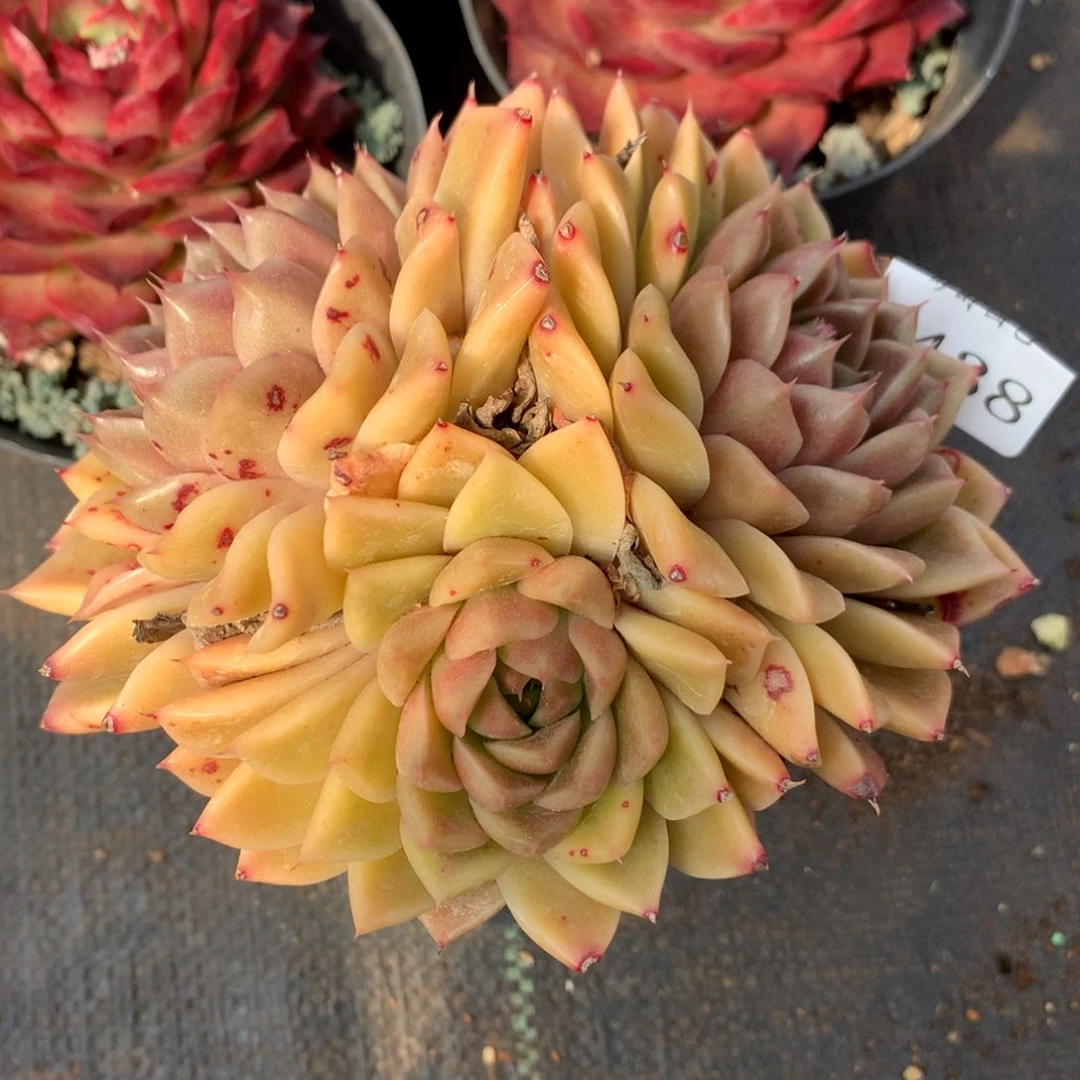 5438杂交精品基地13厘米