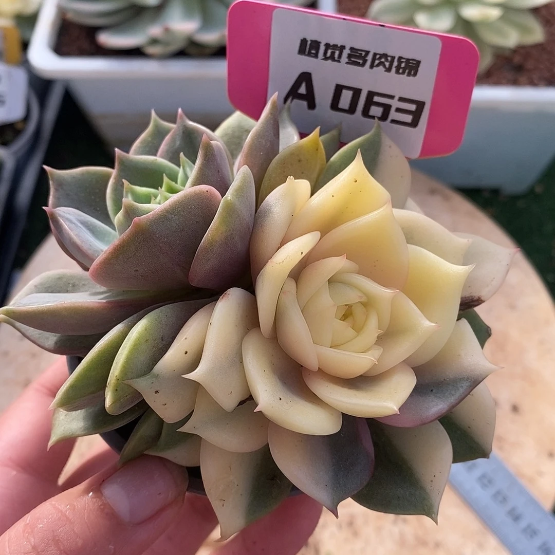 63贝加尔湖哈哈哈哈哈哈