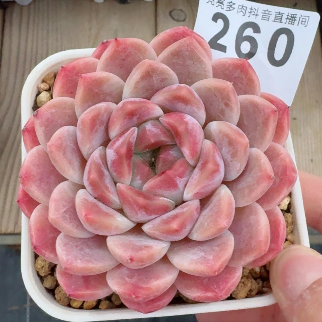 母本秘境冰魄         精品多肉