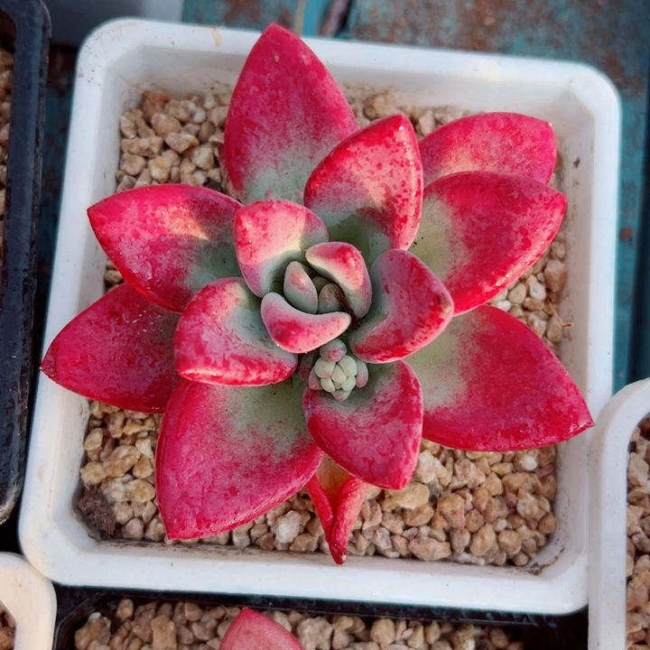 精品多肉植物老桩