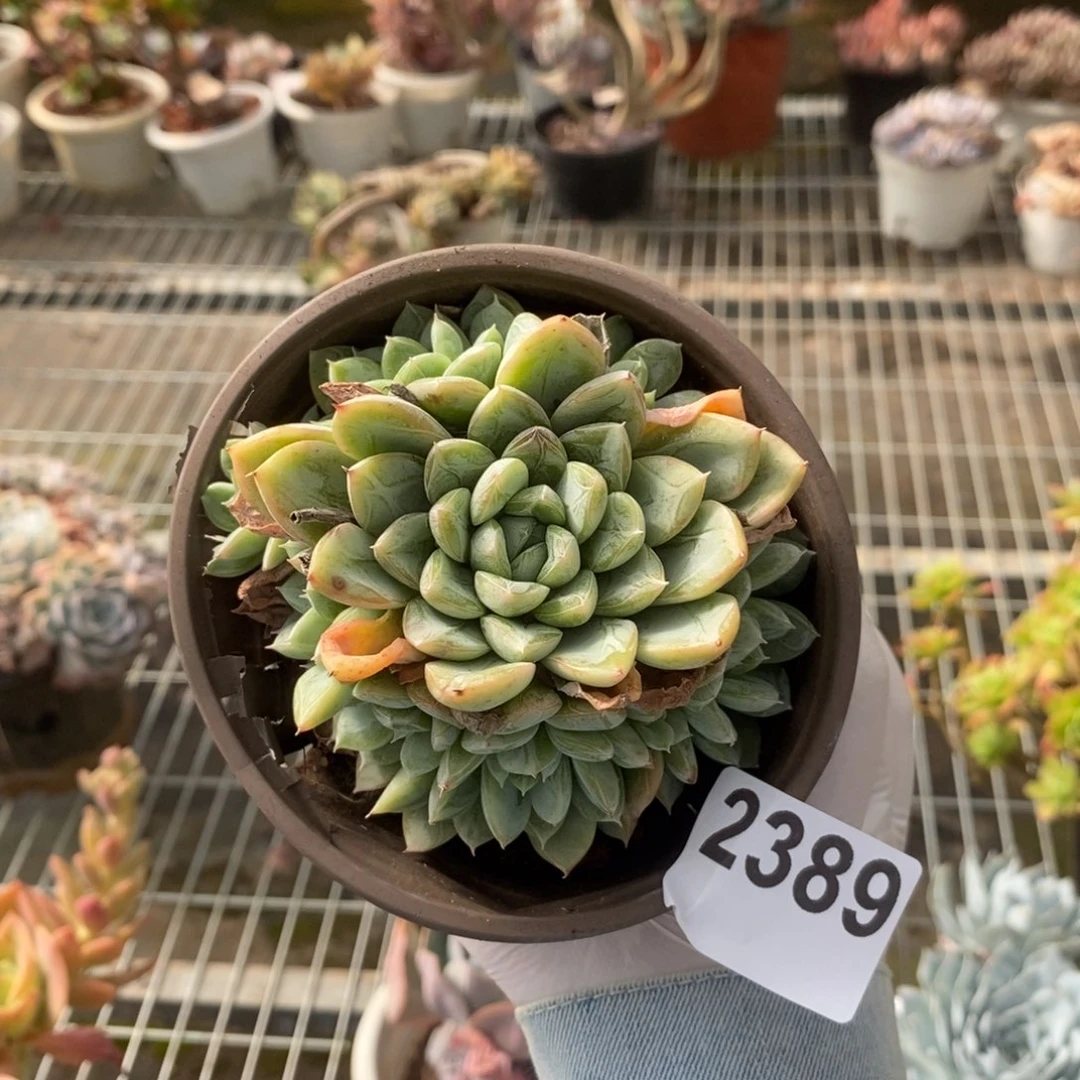 2389百达翡翠一物一拍