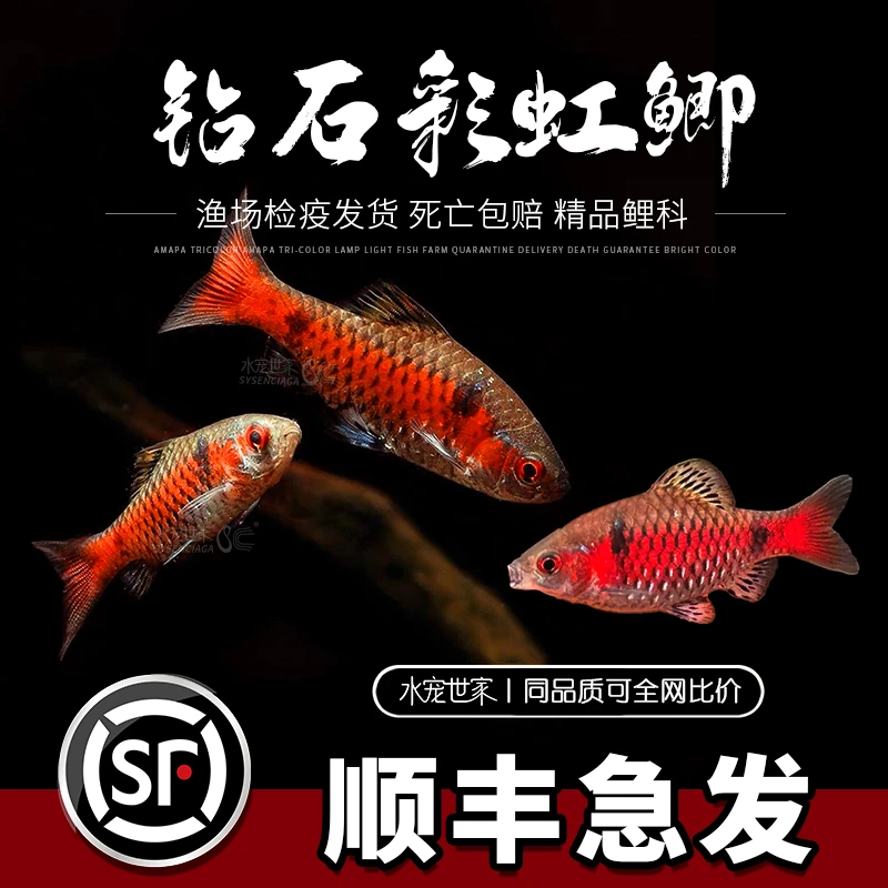 钻石宝石彩虹鲫鱼活体草缸高档原生鱼热带鱼无须鲃小型冷水观赏鱼