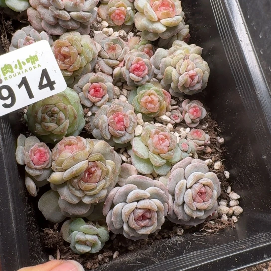 嘉***多肉植物多肉植物
