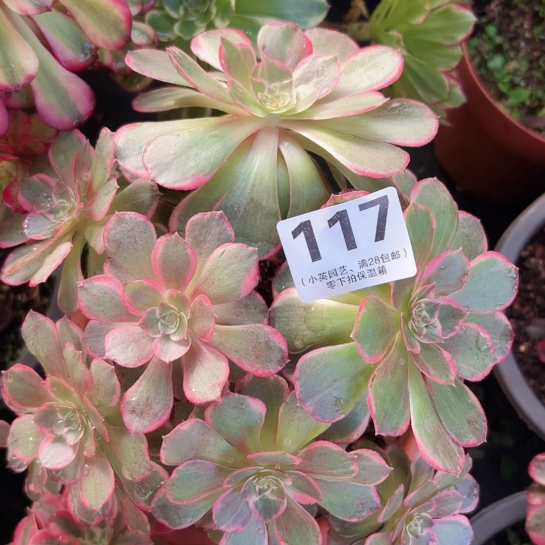 多肉植物多肉植物117
