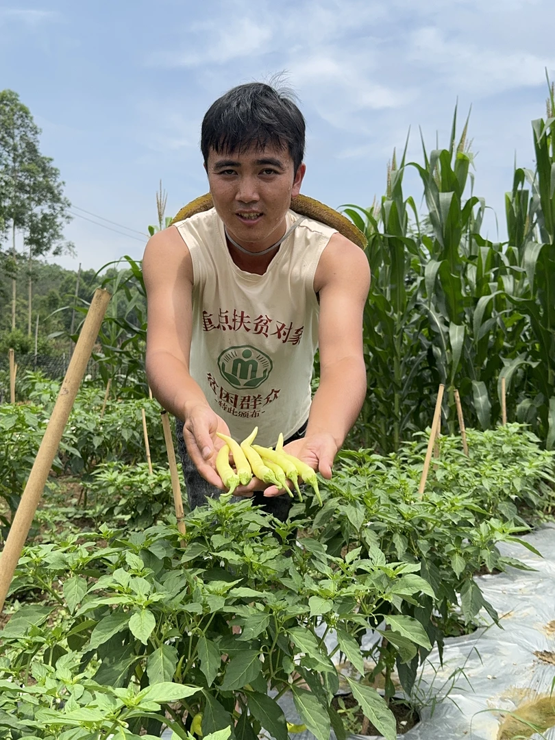 广西南宁上林乔贤现摘新鲜白玉辣椒能做腌制泡椒酸脆中辣白皮辣椒