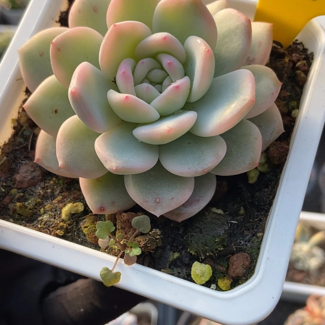 917梦露锦多肉植物