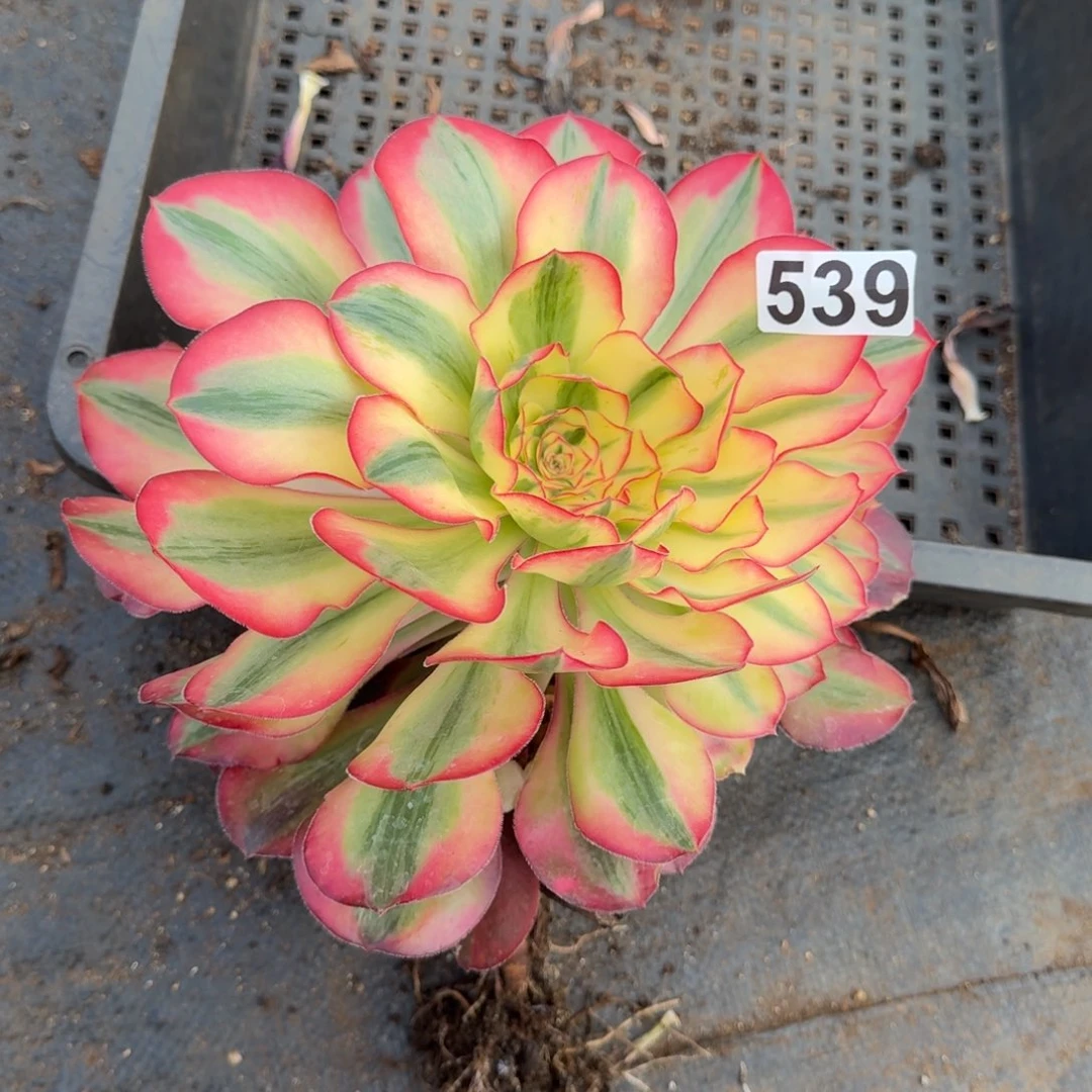 539多肉植物爱丽丝有砍特价