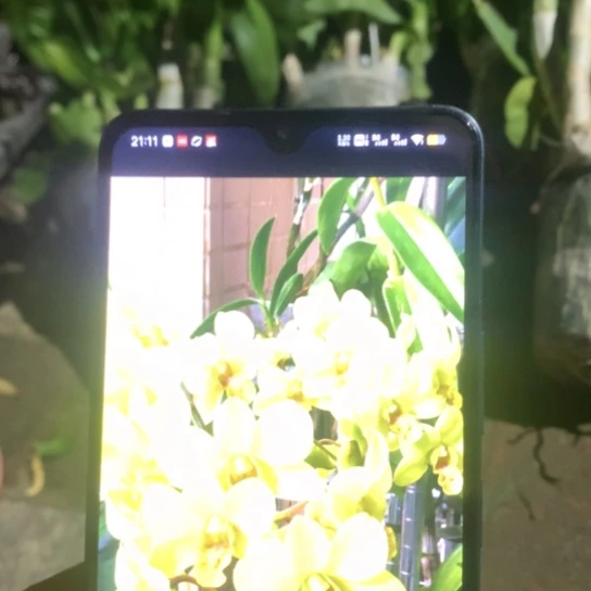 完全开放金公主5苗以上老桩开花有香味