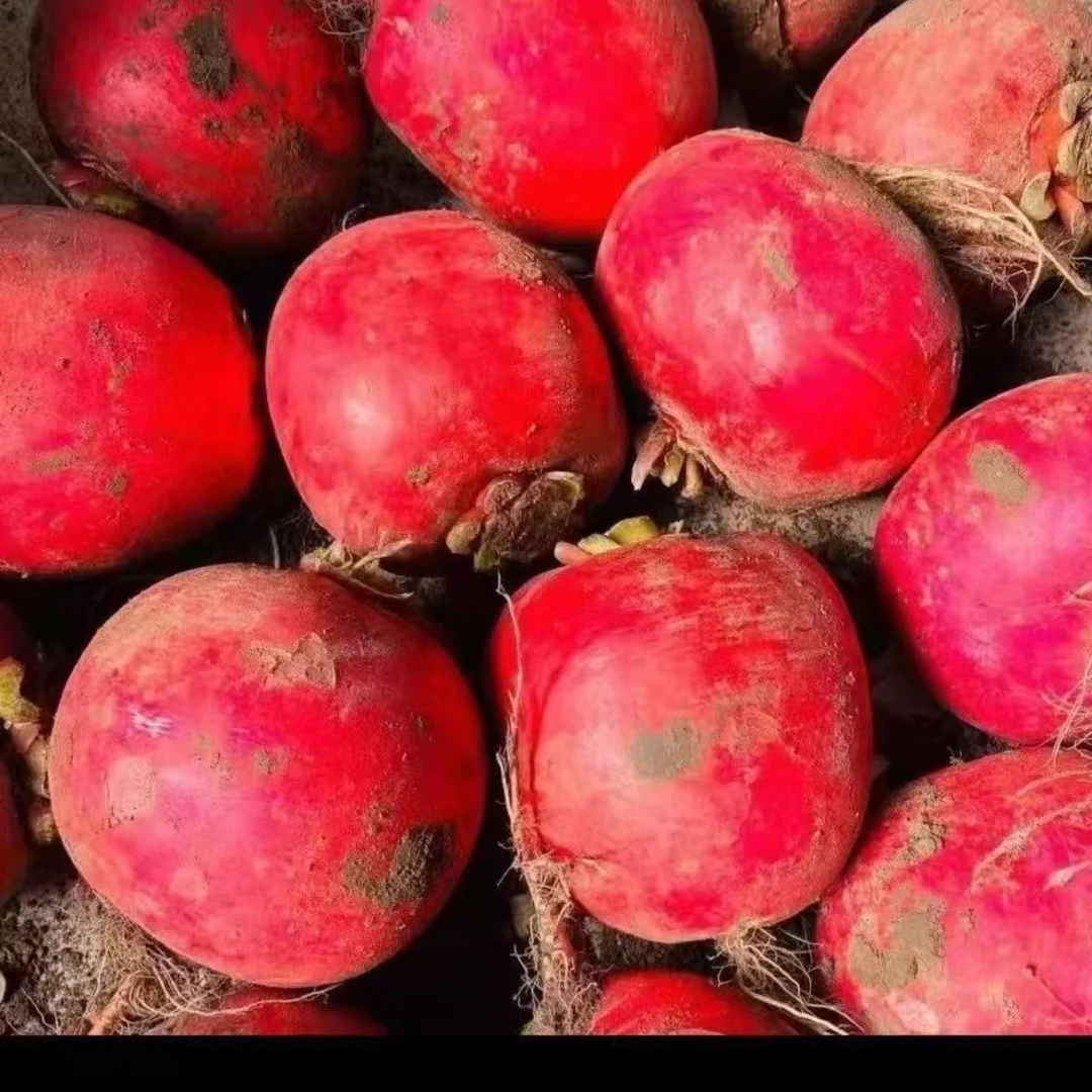 东北新鲜红皮白心大红袍圆萝卜现挖现发农家自种