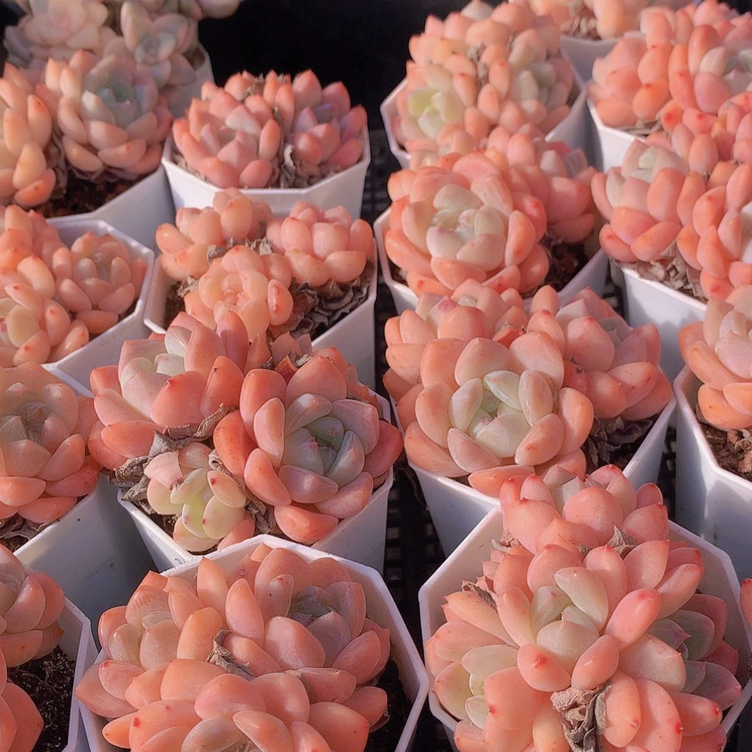 冰橙多头捡漏4577889990000