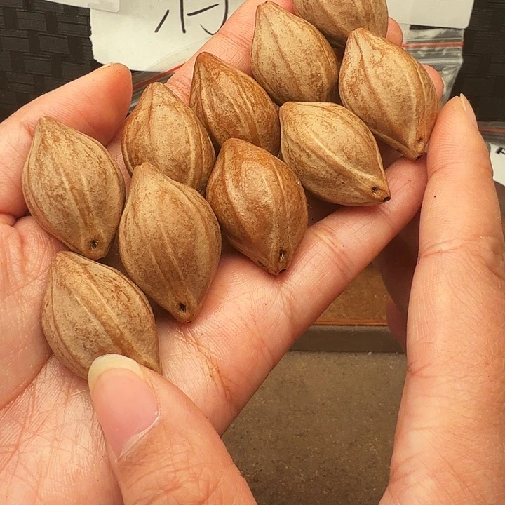 小***眉橄榄核手串/手链橄榄