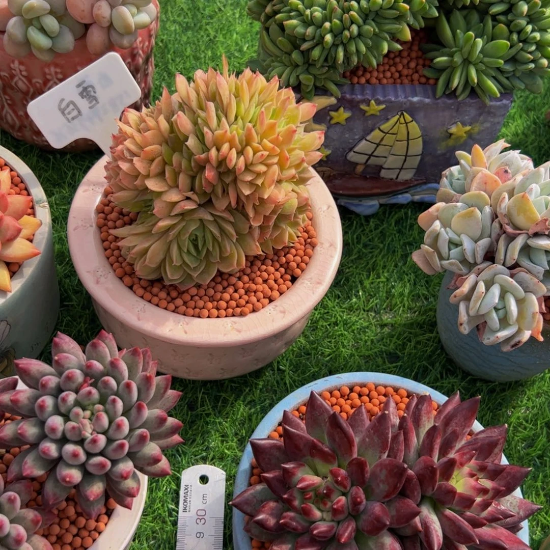 *****昂斯诺缀多肉植物