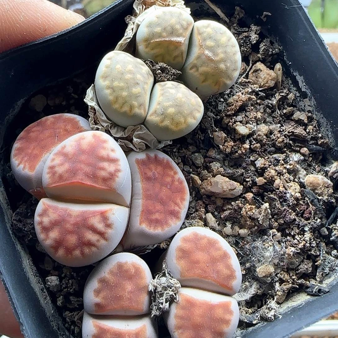 开播福利来啦39200