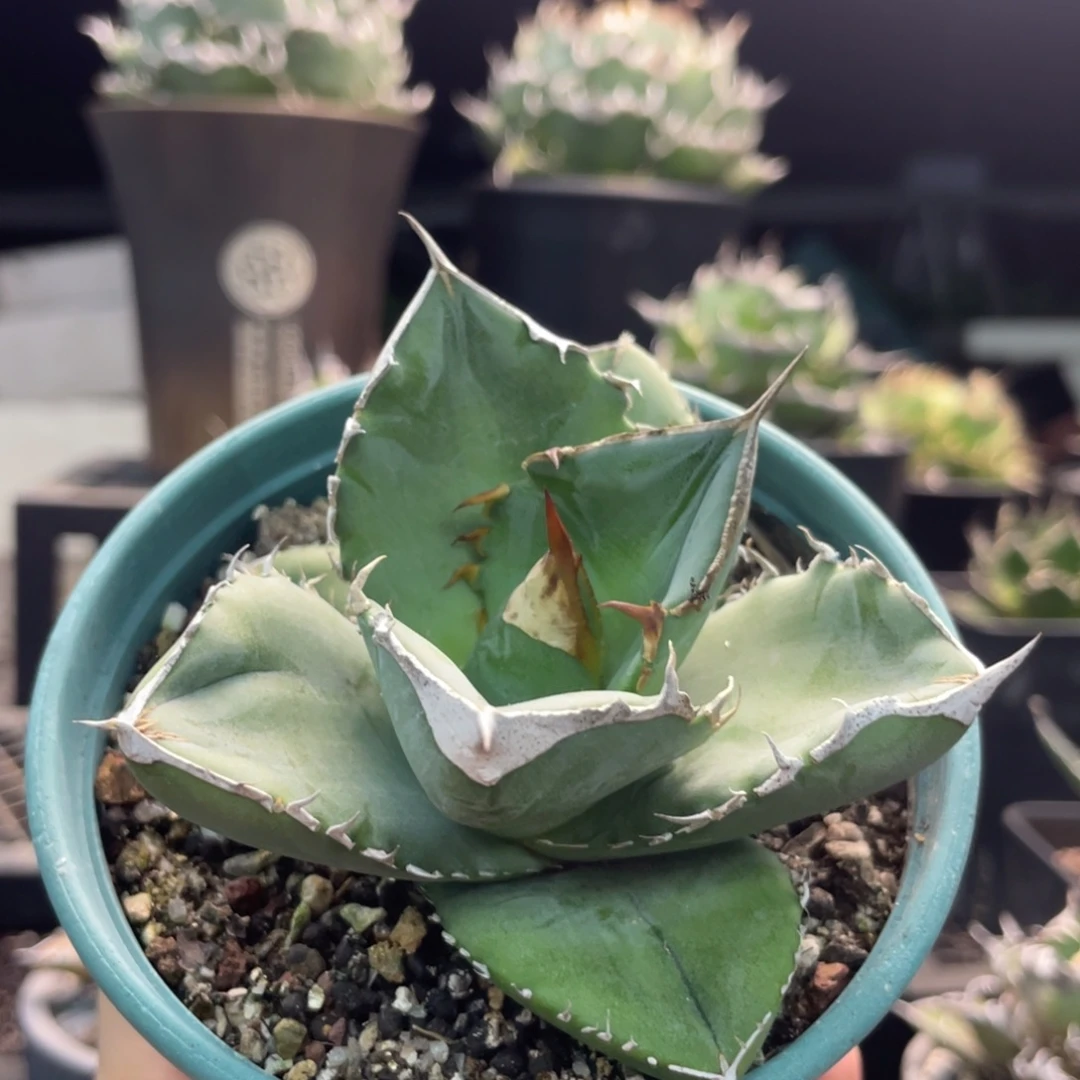 大白鯊88888888888888888