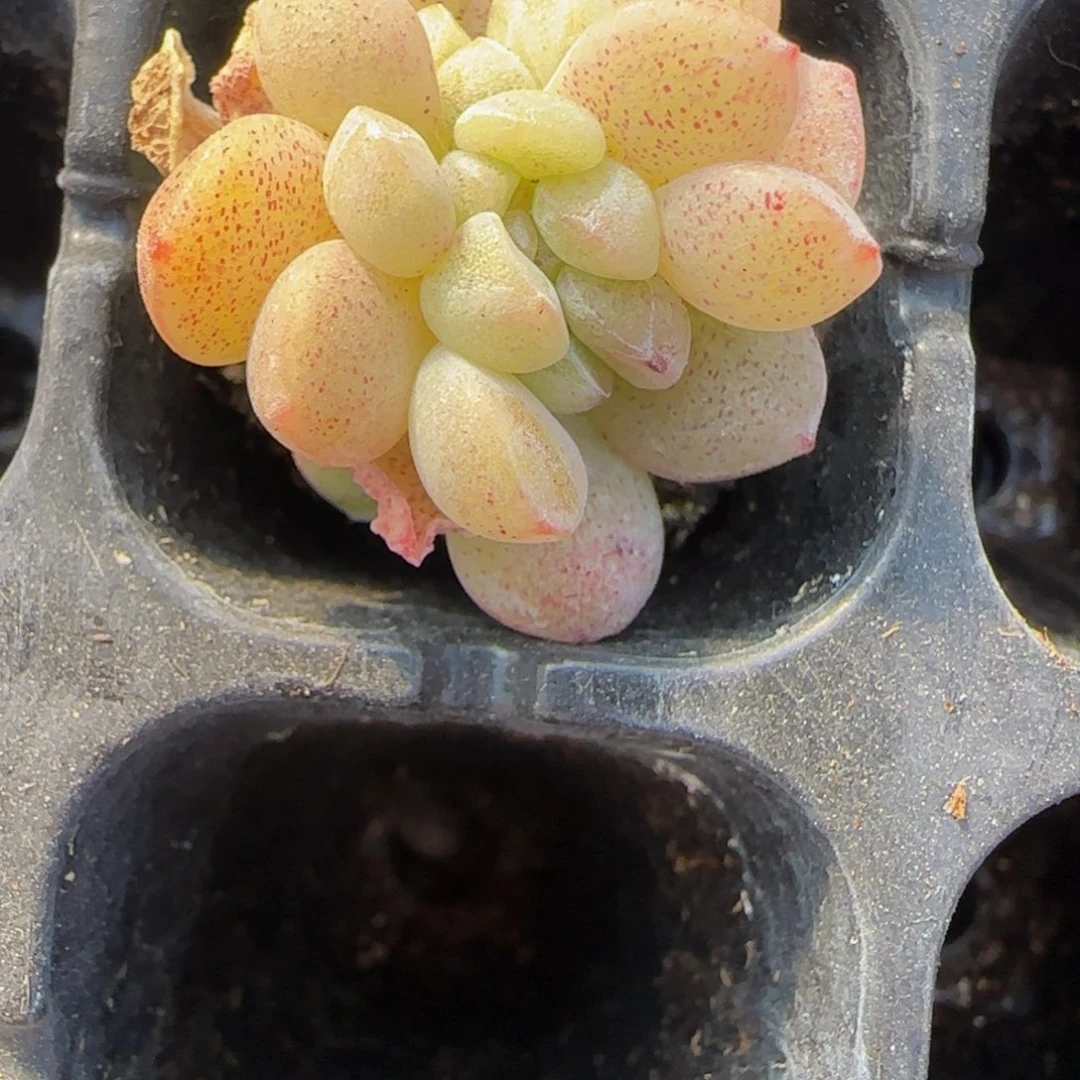 自***乐冰玉小缀不包长开特价