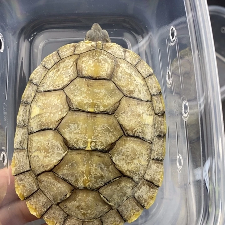 巴西彩龟母66666666