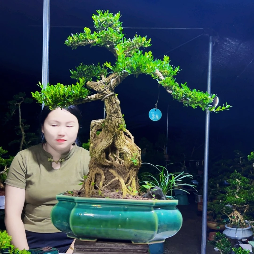 当前无花栽培后可以开花黄杨木