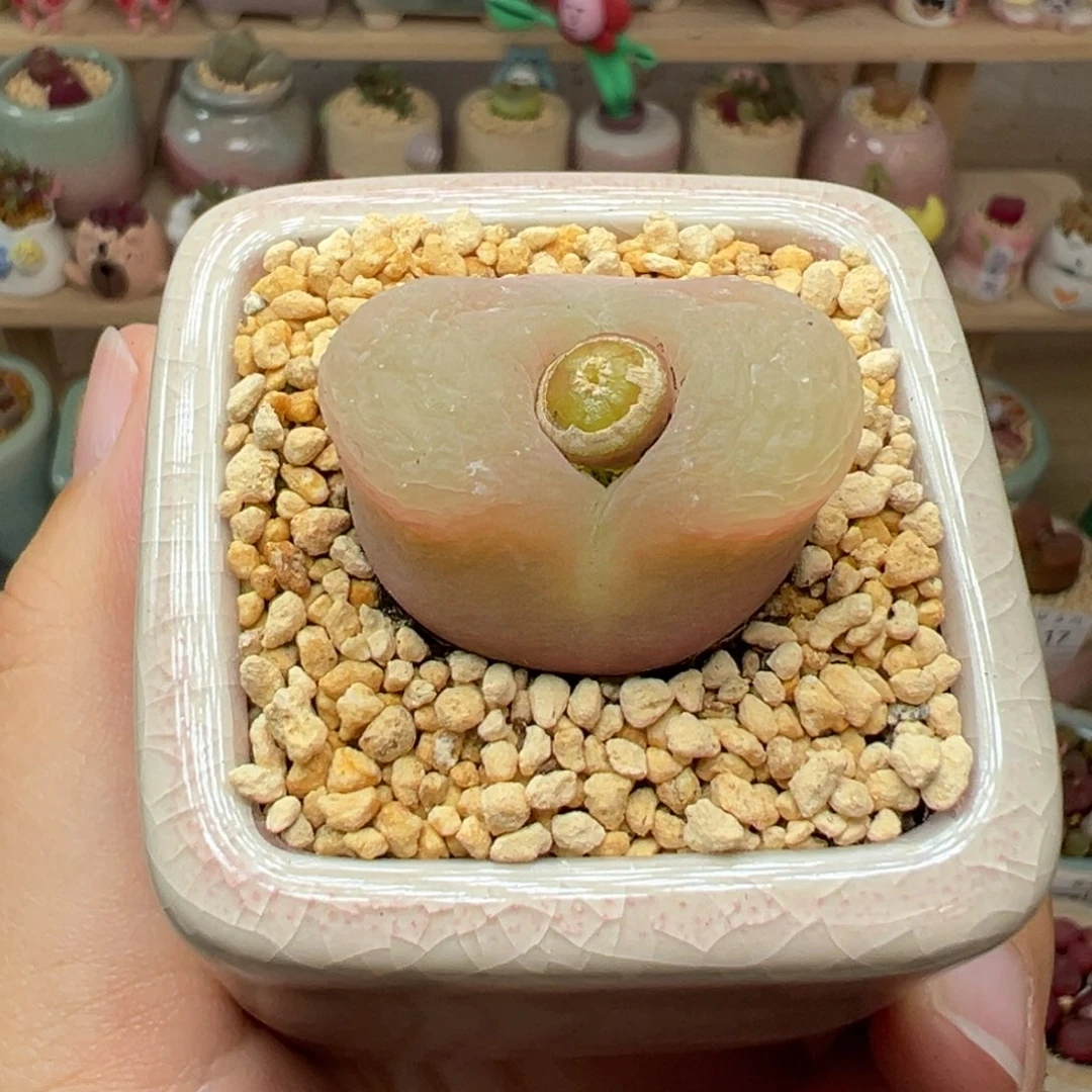 蒙***怪多肉植物26号粉白