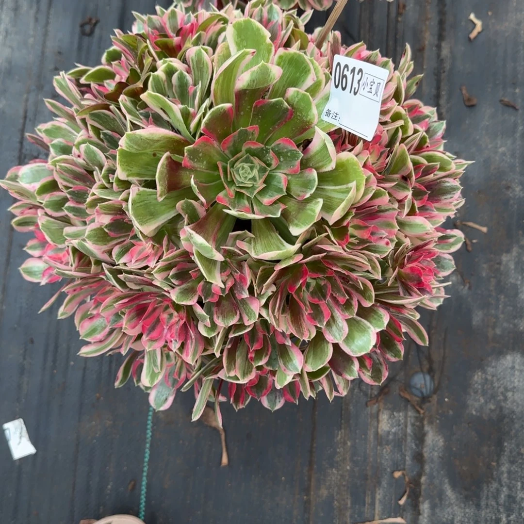 芸***汐男神0613多肉男神多肉