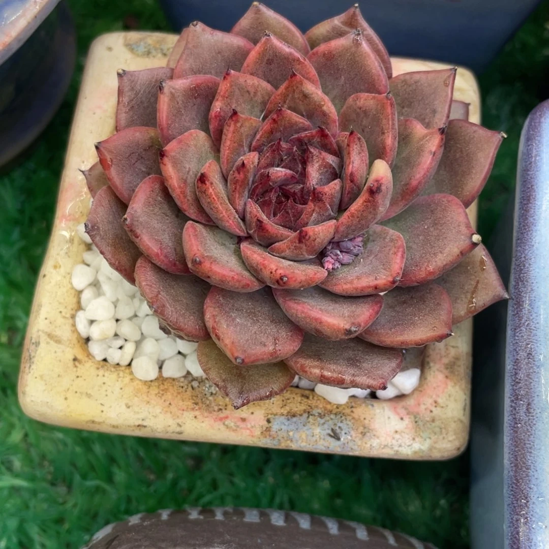 多肉植物盆栽多肉