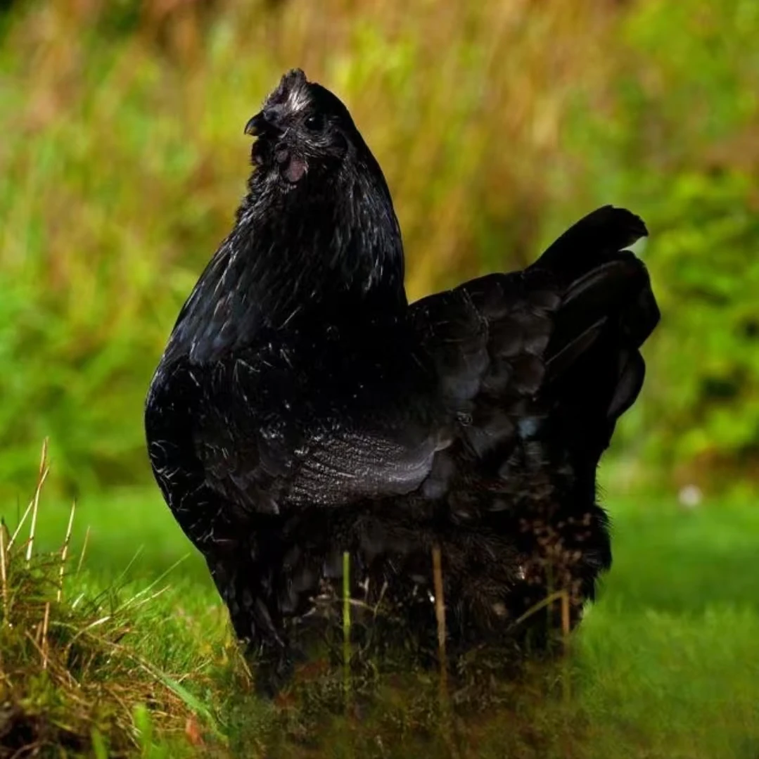 正宗五黑宠物鸡好养包邮可下绿壳蛋12只