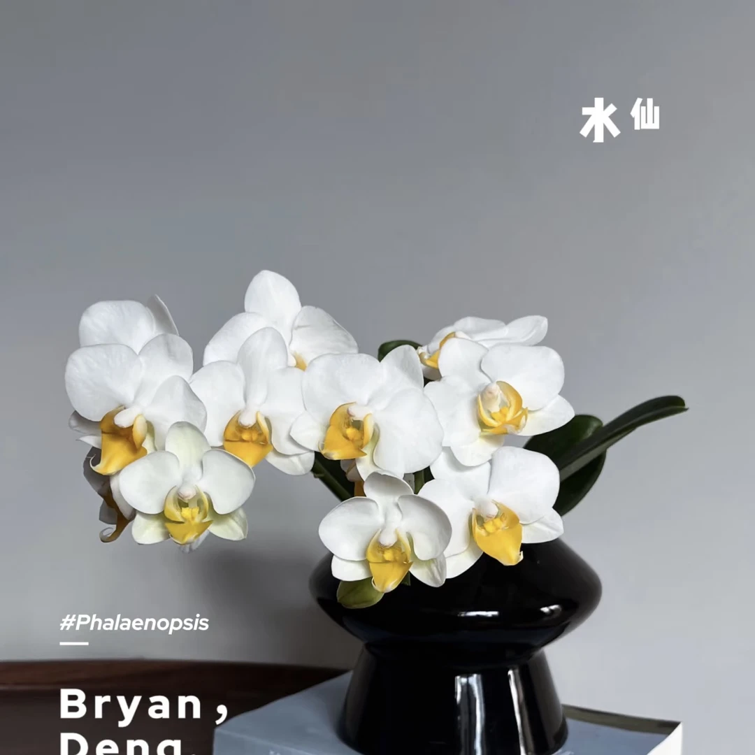 植趣花卉【水仙】3.0加高开花株单双混发