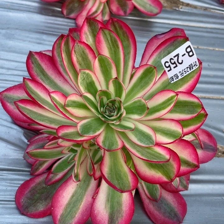 255倾城多肉12345678