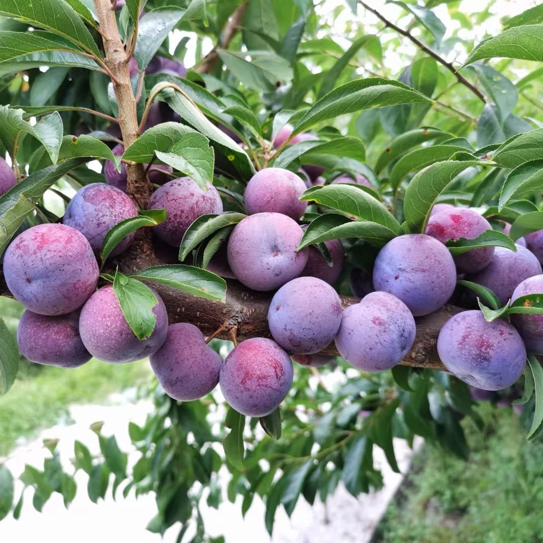 红脆李巫溪四川重庆高山脆红脱骨李子新鲜当季水果现摘现发