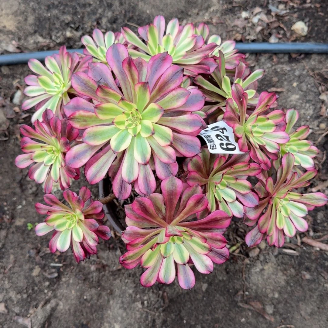 法师美肌6245 19-18